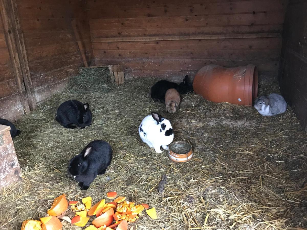 Pony-Ziegen-Hasen-Ranch Bichlbach Lägenhet Exteriör bild